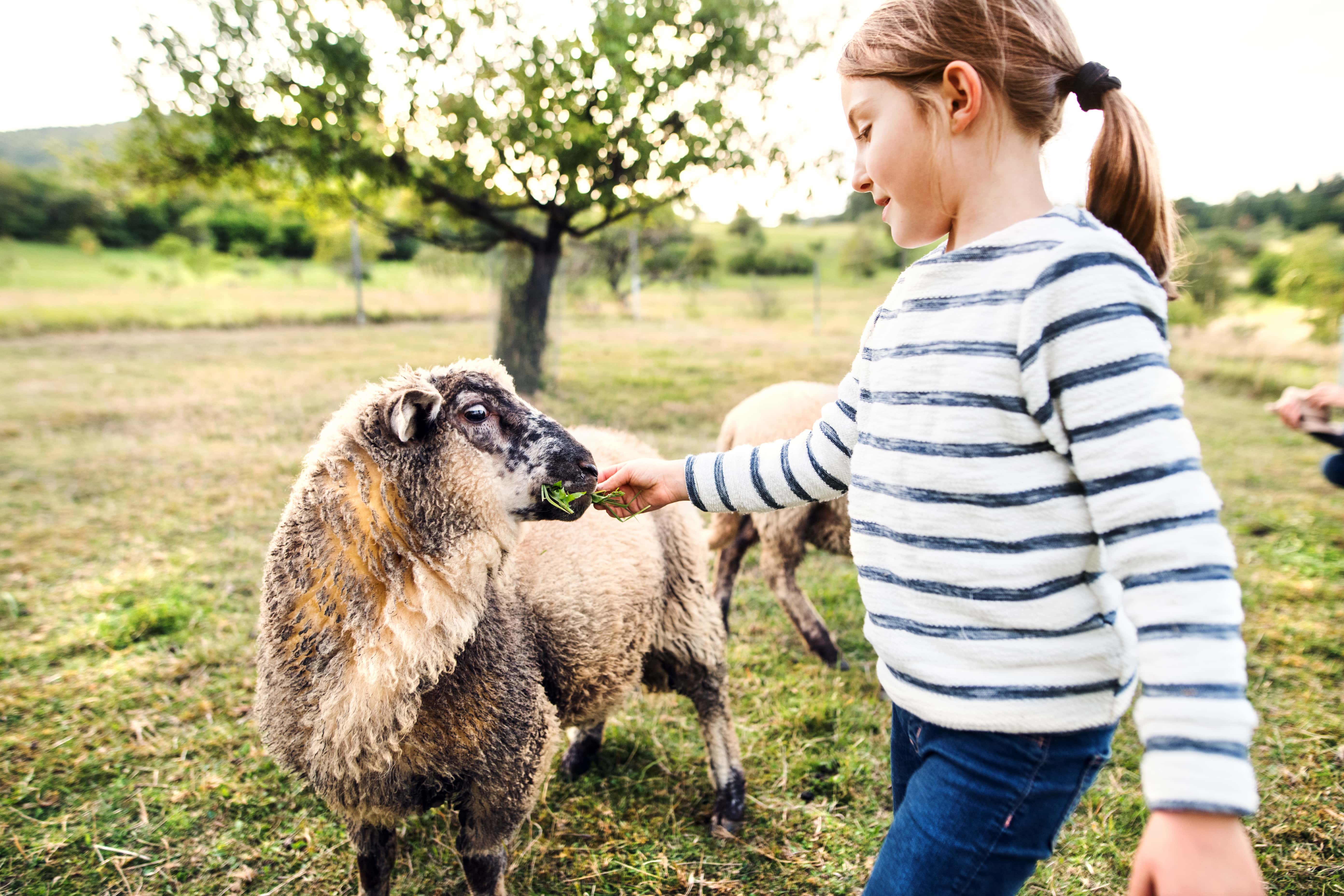 ¿Conoces la relación entre la leche de oveja y la salud de los más pequeños?