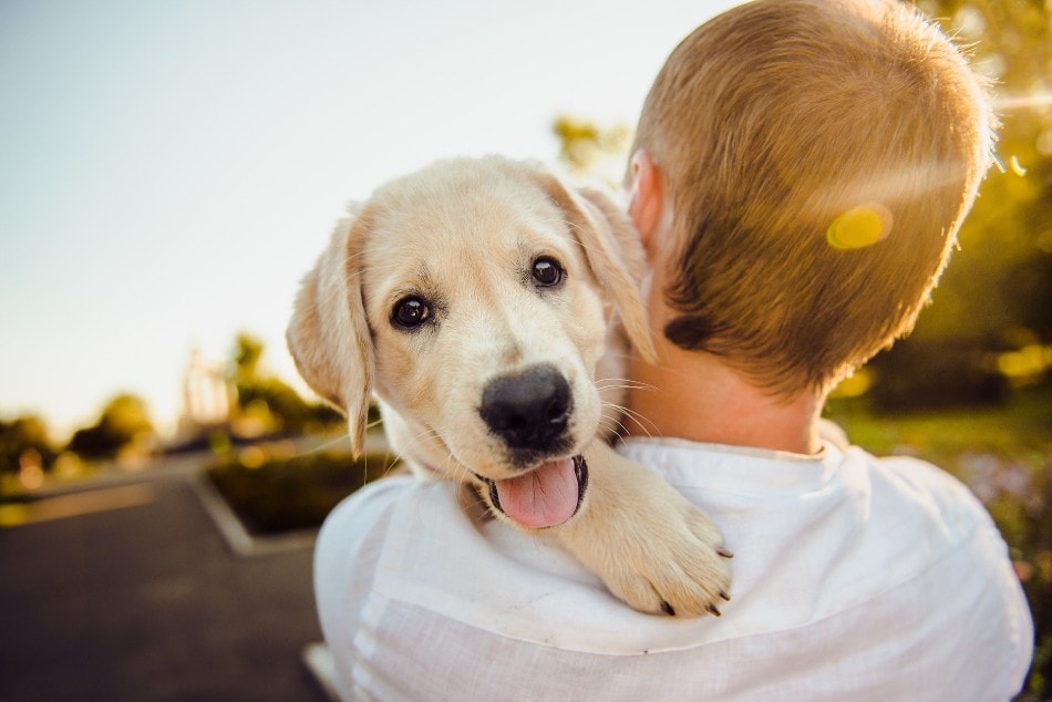 Día Internacional del Perro: agradécele su fidelidad con los mejores cuidados