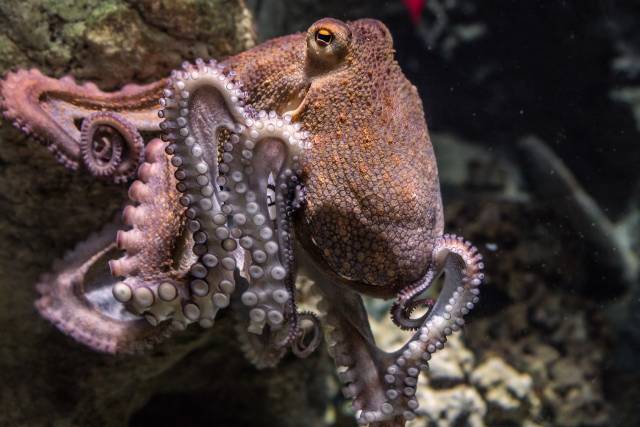 propiedades pulpo