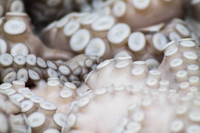 pulpo de pedreru