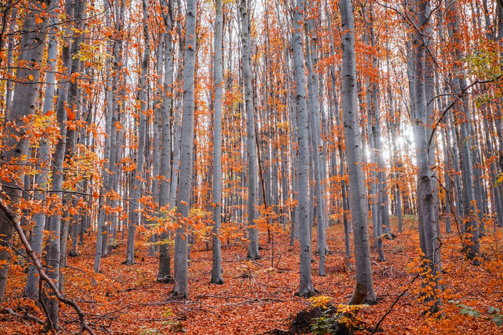 La alimentación en otoño