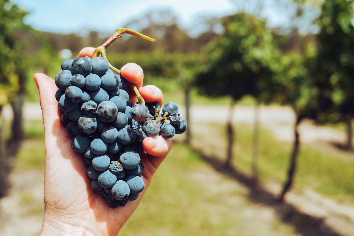 Vinos y maridaje