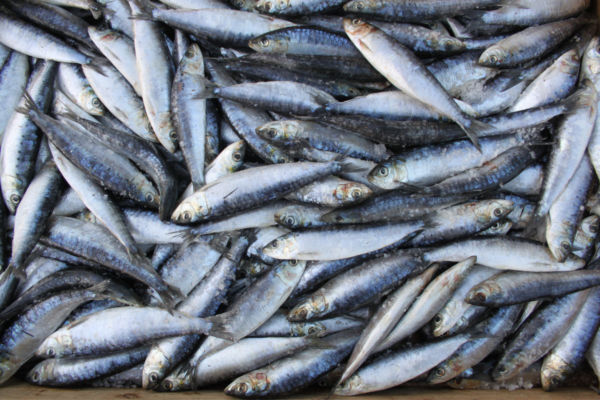 producto de temporada sardina