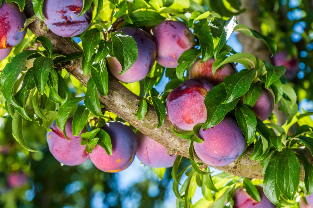frutas del verano