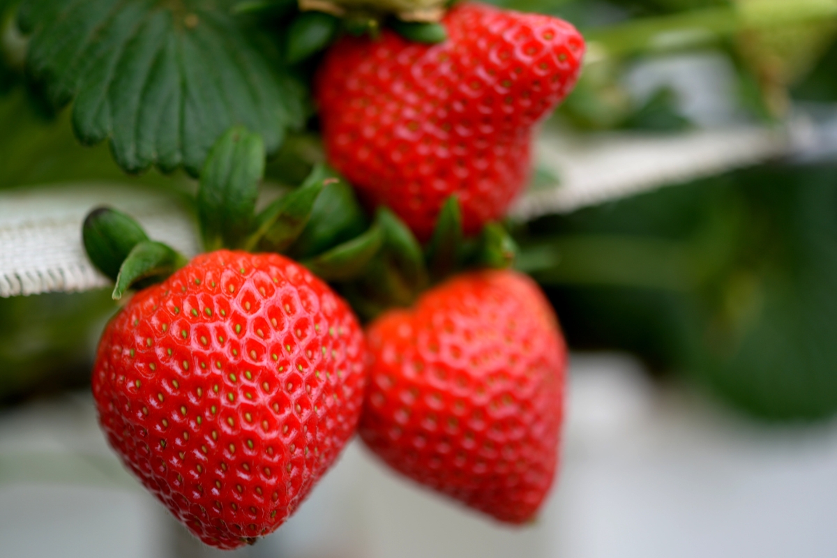 frutas del verano