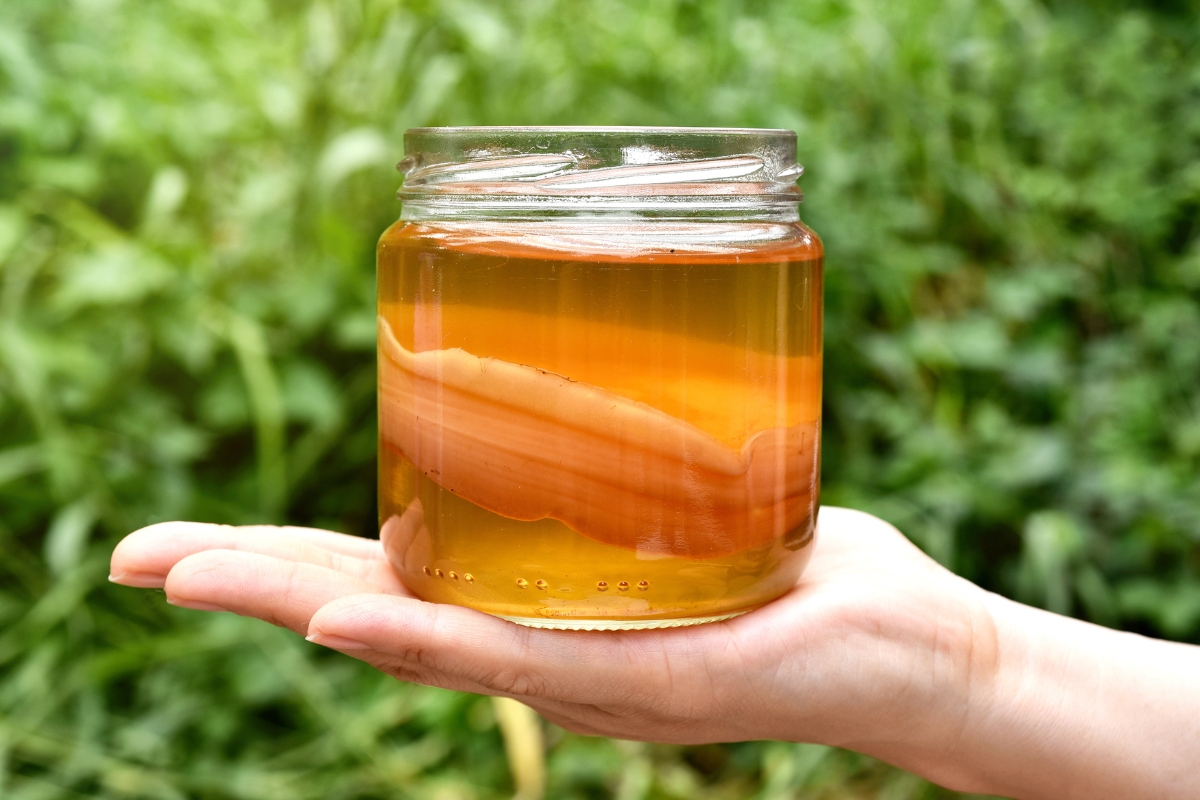 kombucha