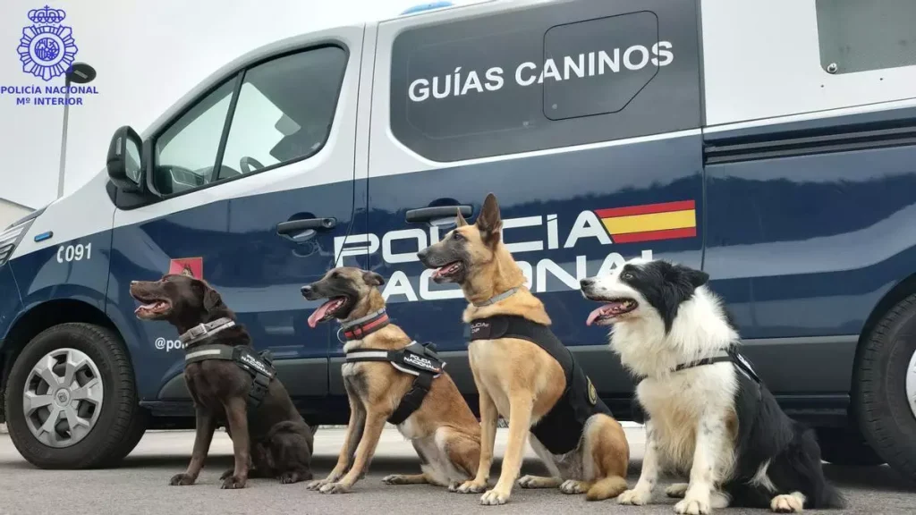 El trabajo de los guías caninos con Policía Nacional 