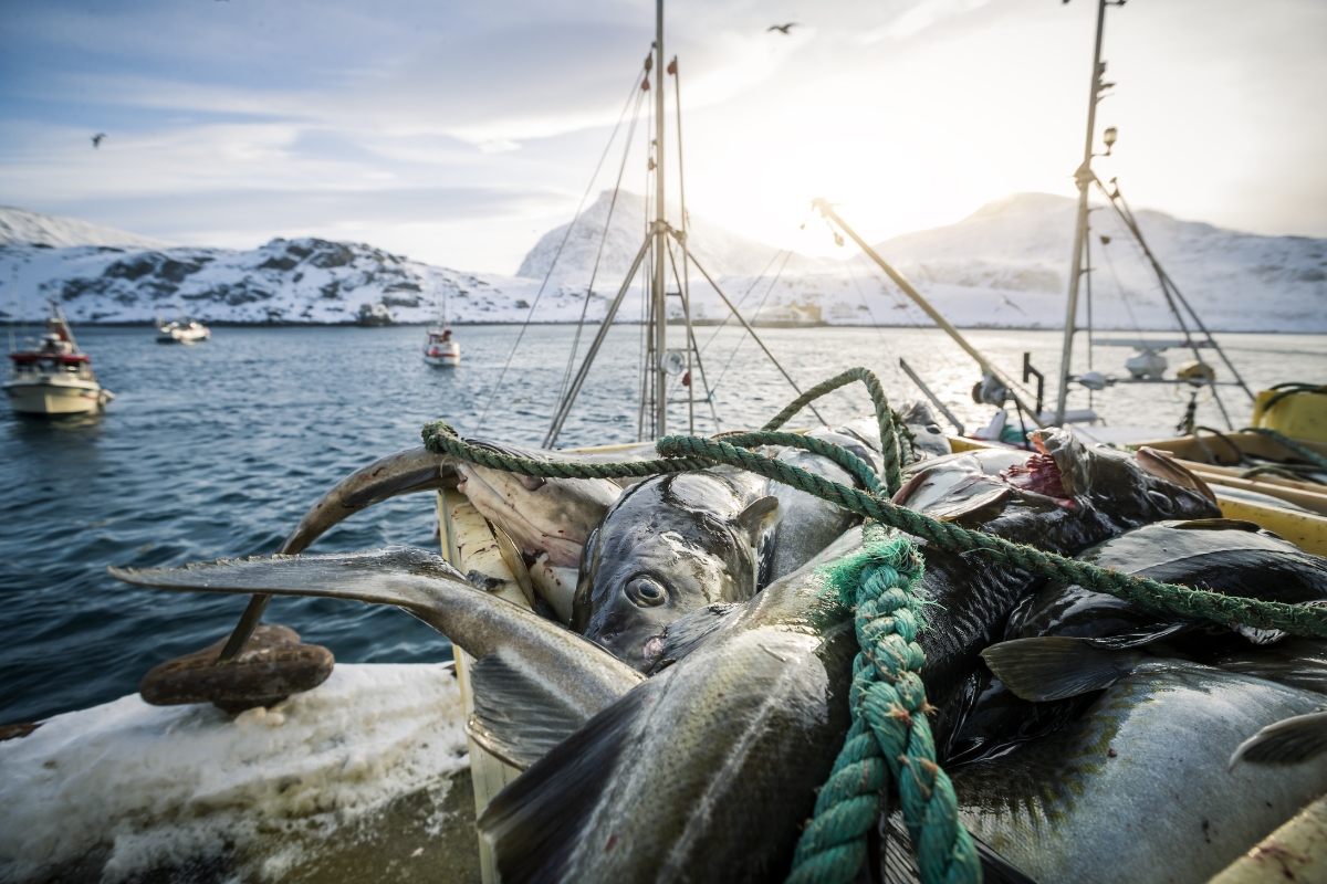 skrei (3)
