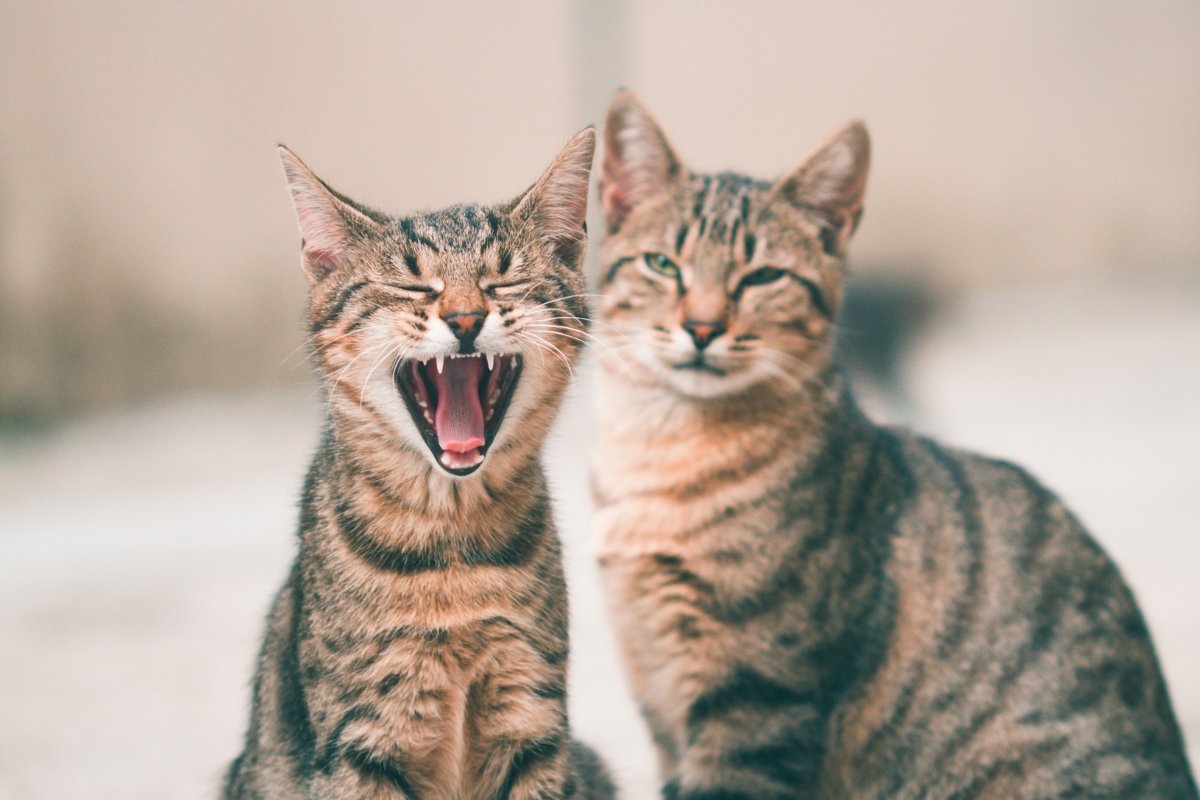 dia del gato