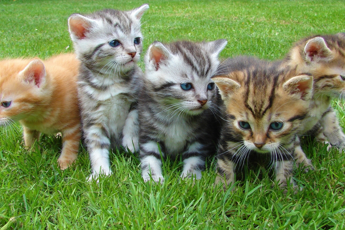 dia del gato