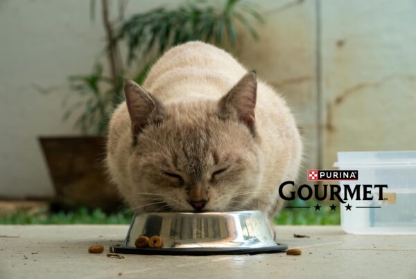 alimentacion gato