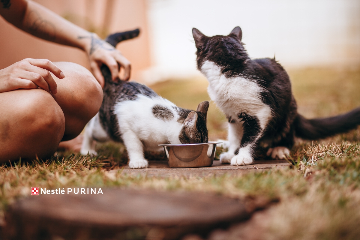 alimentacion gato