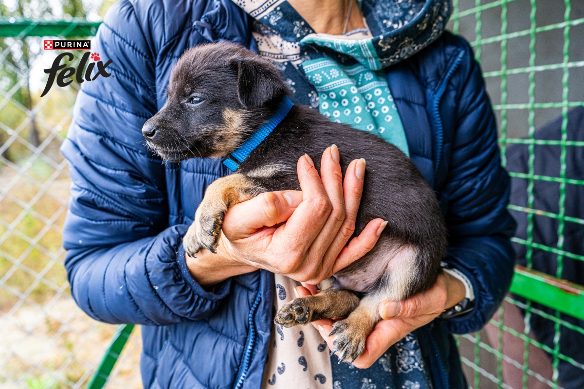 adopcion de animales